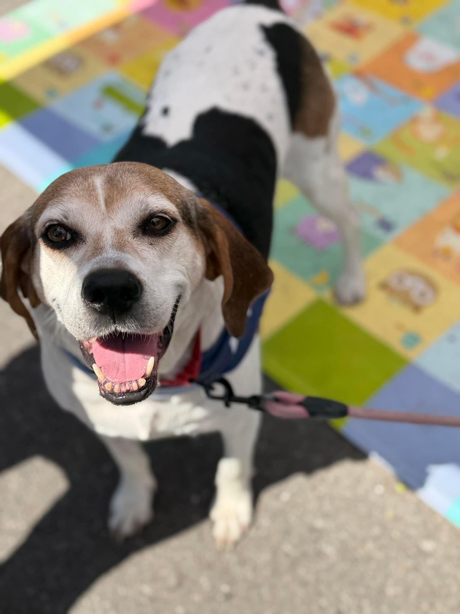 Peaches (Foster or Adopter needed!), Adoptable, Adult Female Hound.