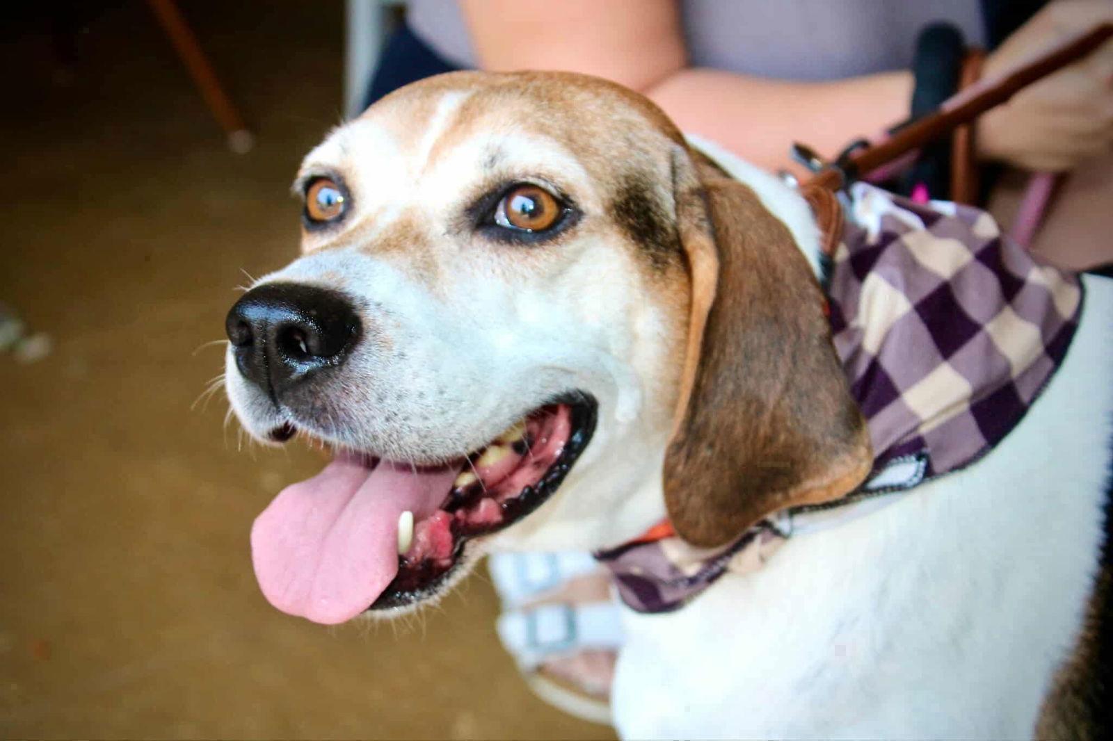 Enlarge Peaches (Foster or Adopter needed!), a Adoptable Hound in Westwood, NJ image 2/3