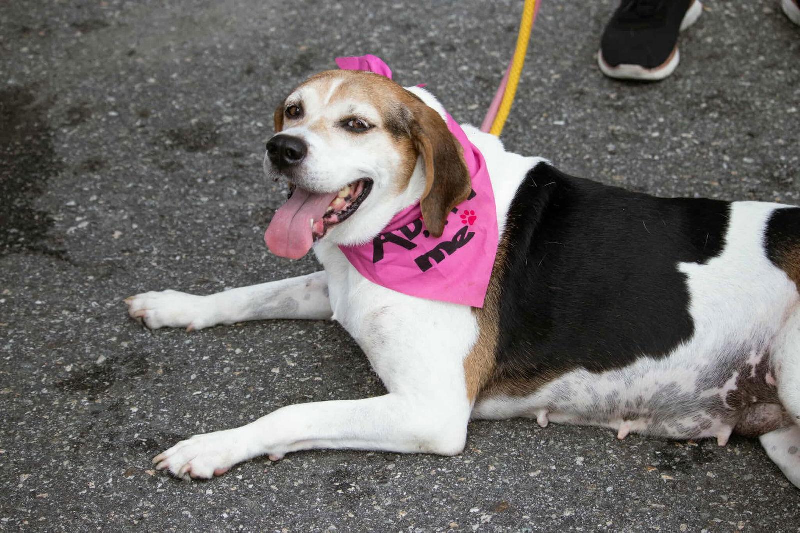 Enlarge Peaches (Foster or Adopter needed!), a Adoptable Hound in Westwood, NJ image 3/3