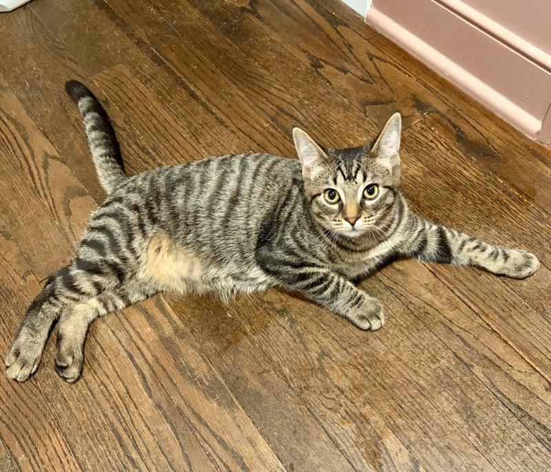 Enlarge Guppy, a Adoptable Domestic Short Hair in Rootstown, OH image 1/3