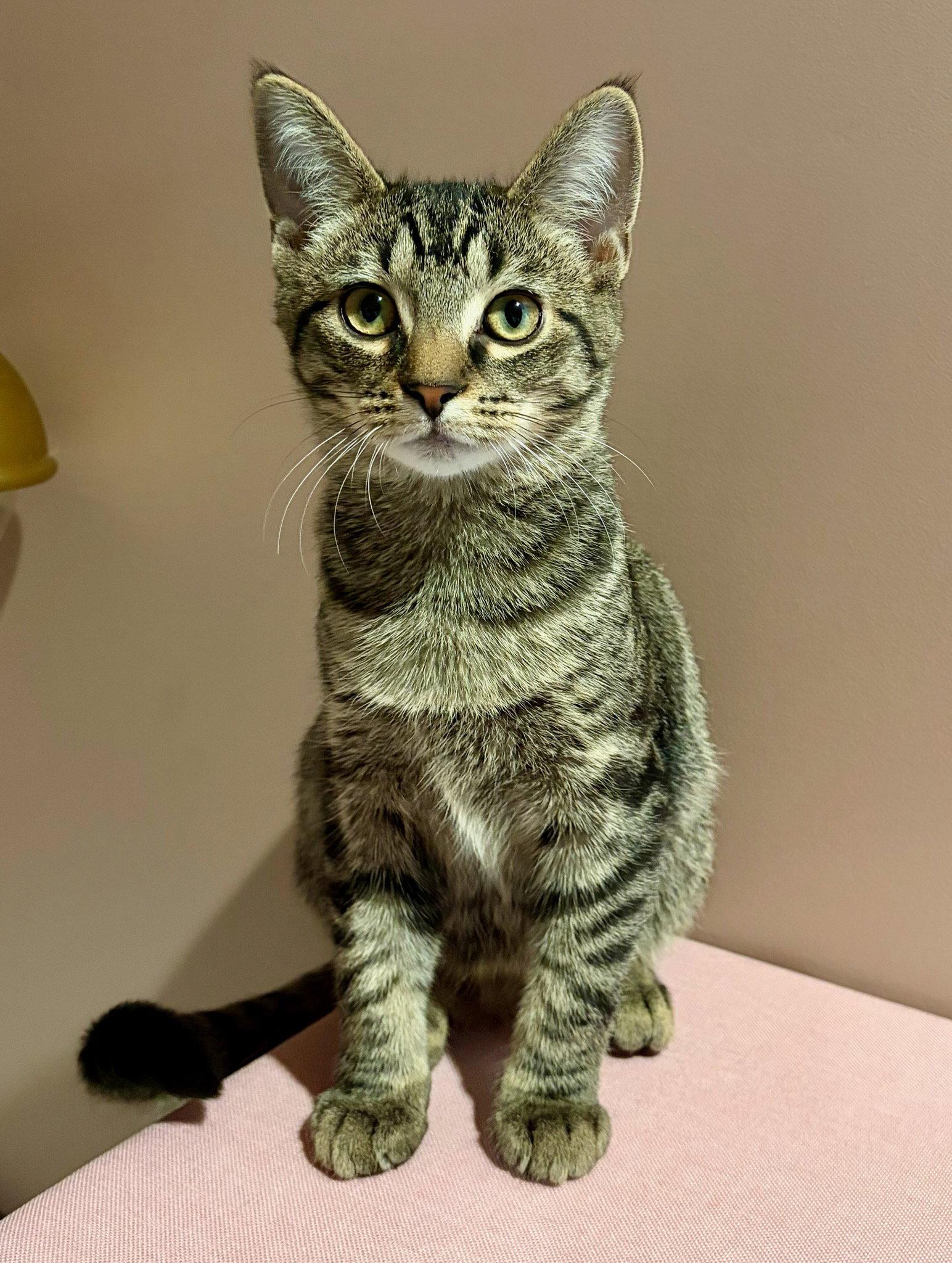 Enlarge Guppy, a Adoptable Domestic Short Hair in Rootstown, OH image 2/3
