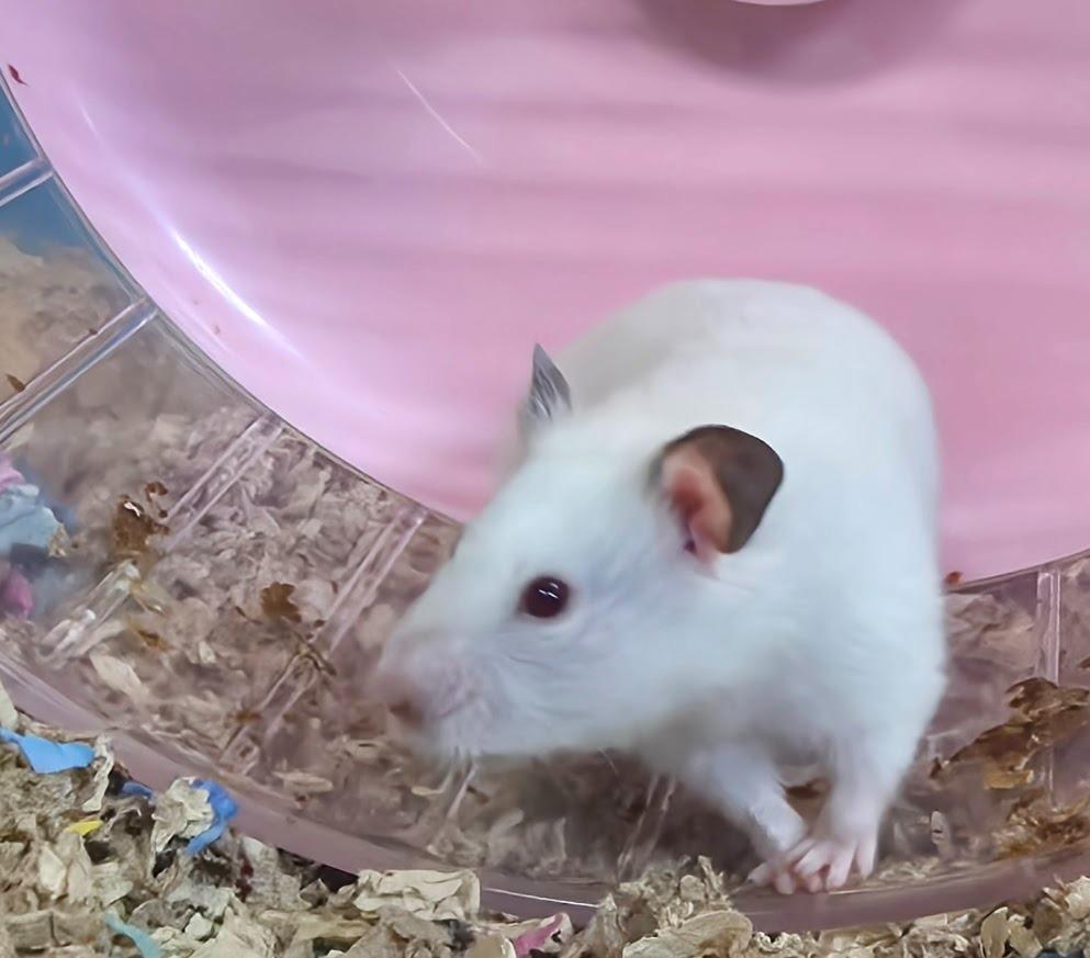 Florence, Adoptable, Young Female Hamster.