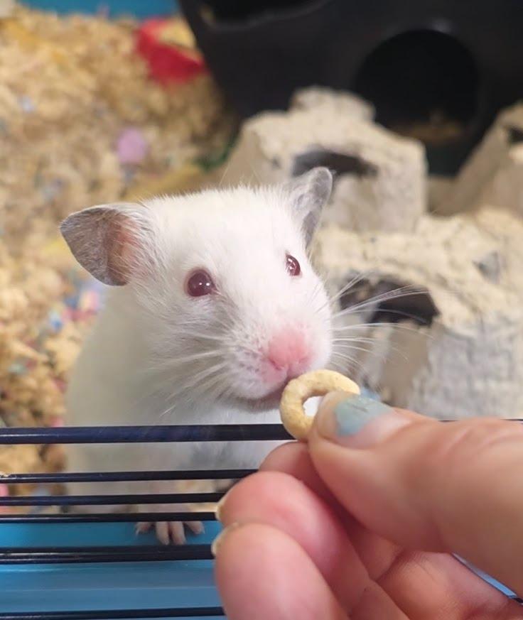Enlarge Florence, a Adoptable Hamster in CRYSTAL LAKE, IL image 2/4