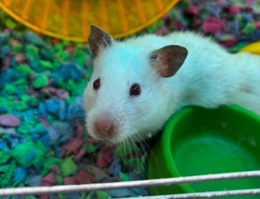 Enlarge Florence, a Adoptable Hamster in CRYSTAL LAKE, IL image 3/4