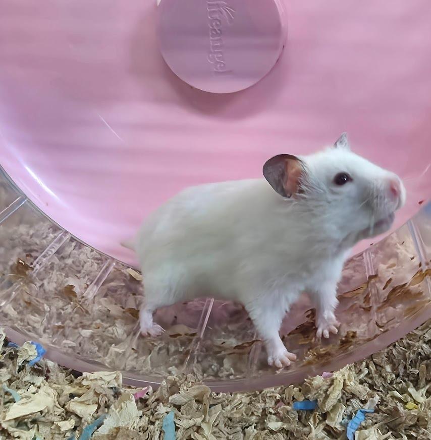 Enlarge Florence, a Adoptable Hamster in CRYSTAL LAKE, IL image 4/4