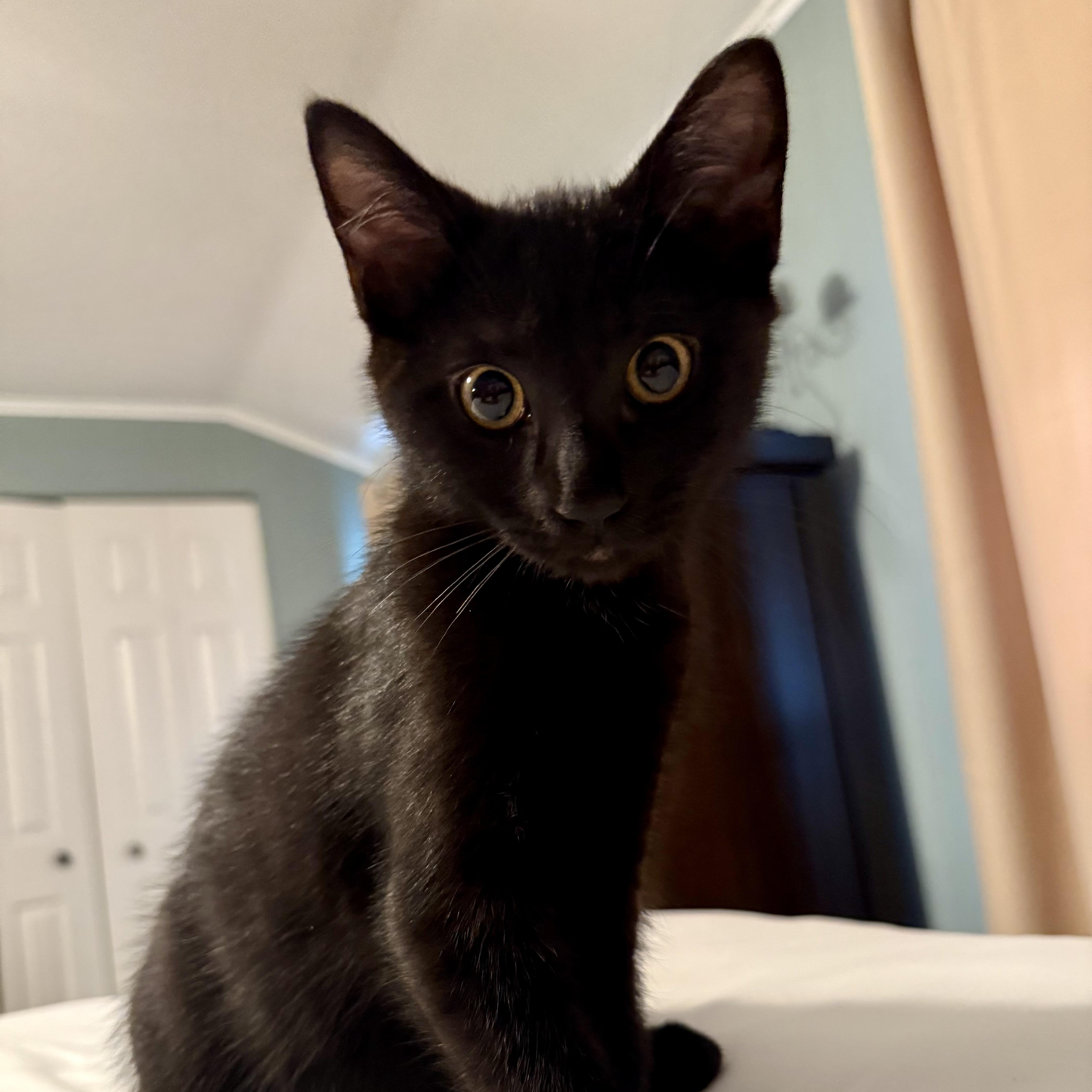 Conor, Baby Male Domestic Short Hair