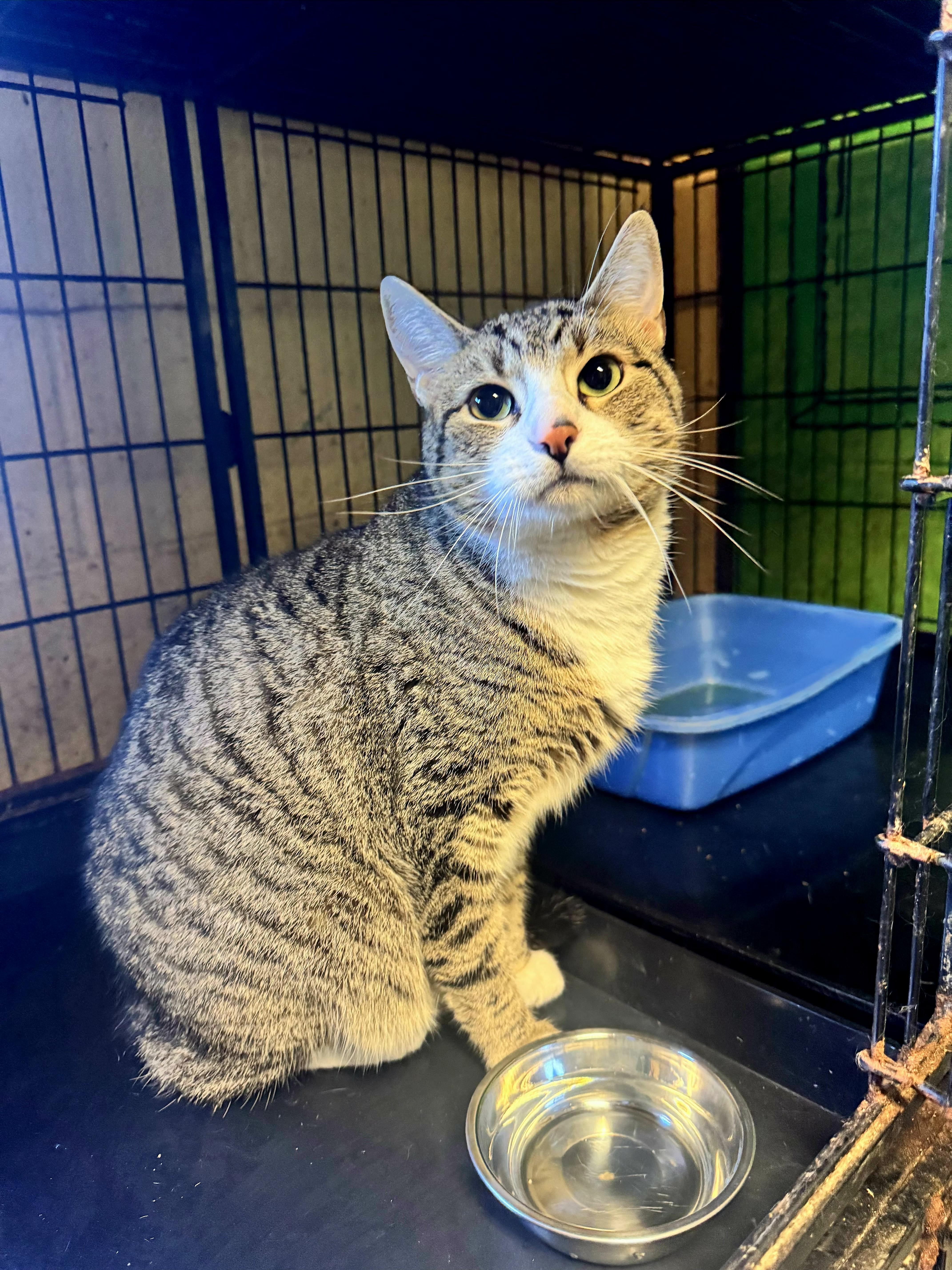 Enlarge Ocean, a Adopted Tabby in Perth Amboy, NJ image 2/5