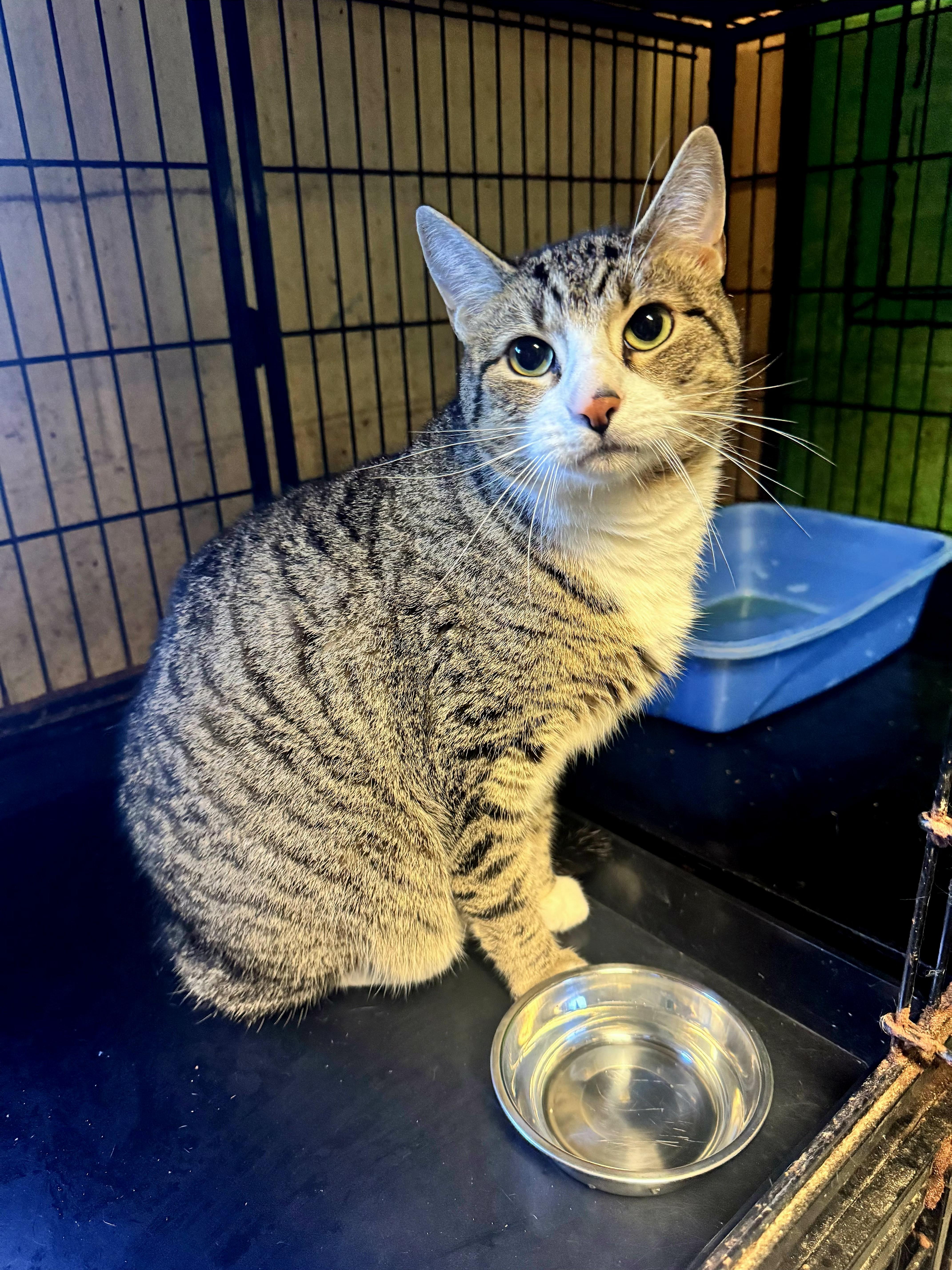 Ocean, Adopted, Young Male Tabby.
