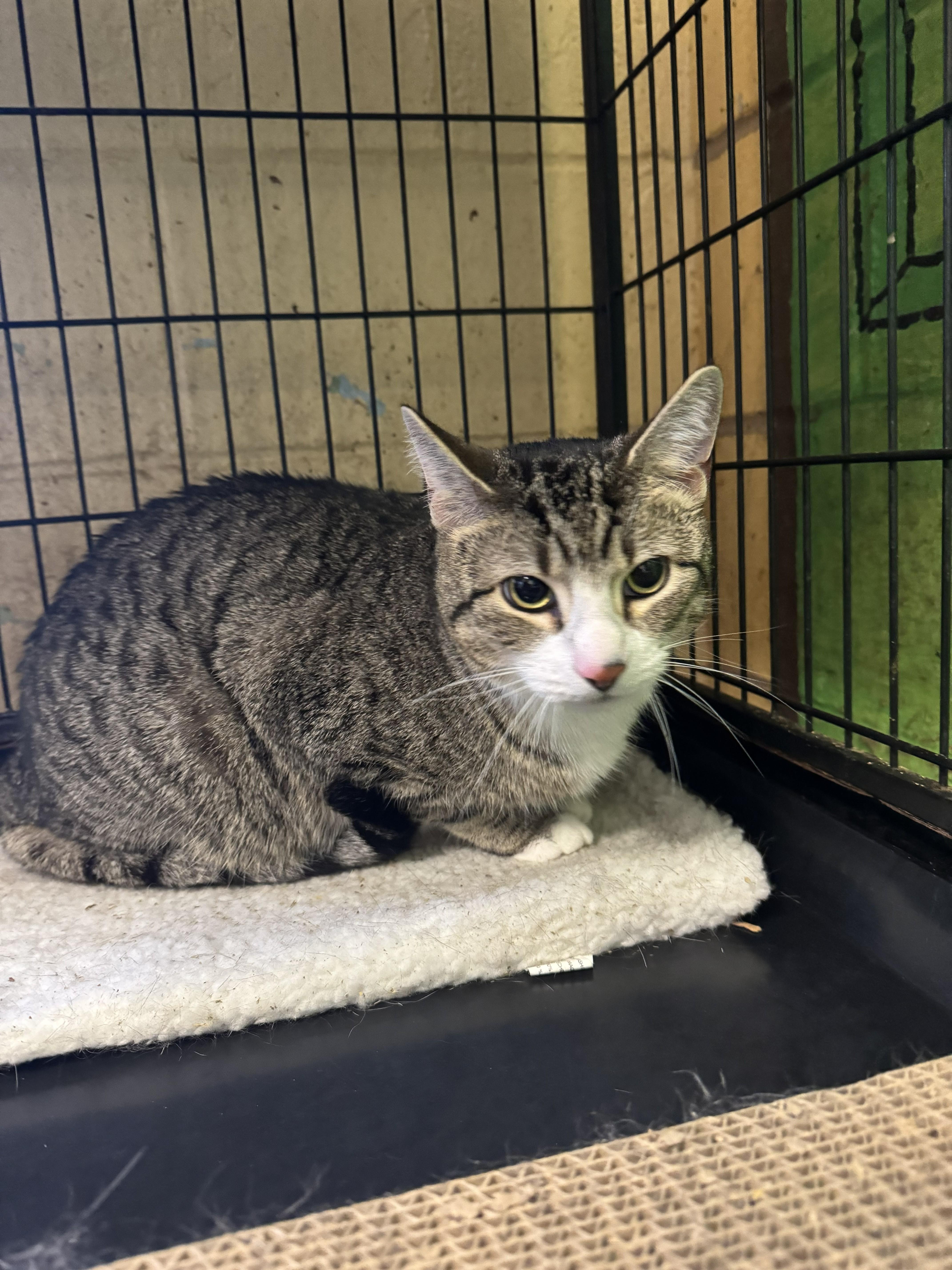 Enlarge Ocean, a ADOPTABLE Tabby in Perth Amboy, NJ image 3/3