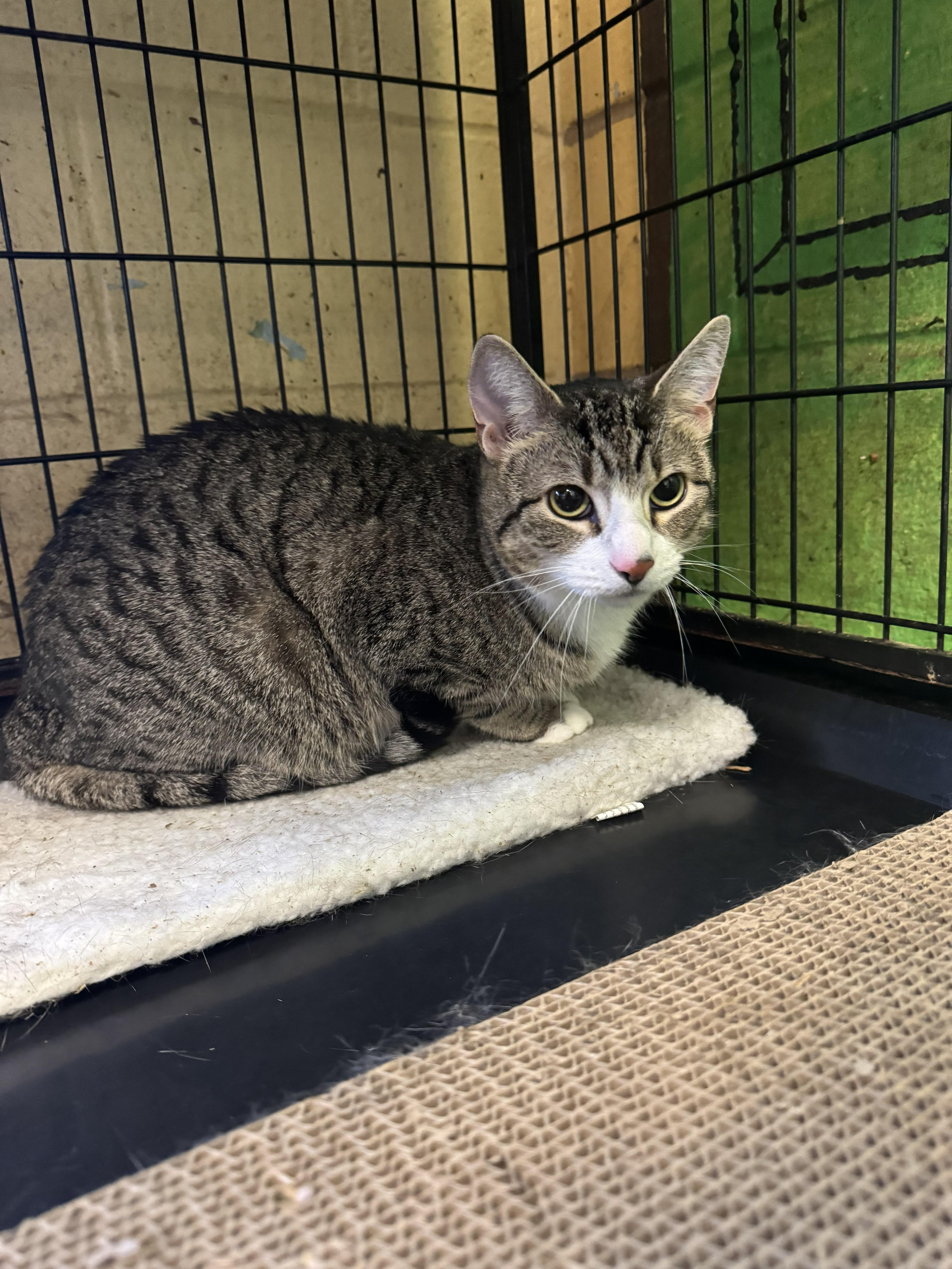 Ocean, ADOPTABLE, Young Male Tabby.