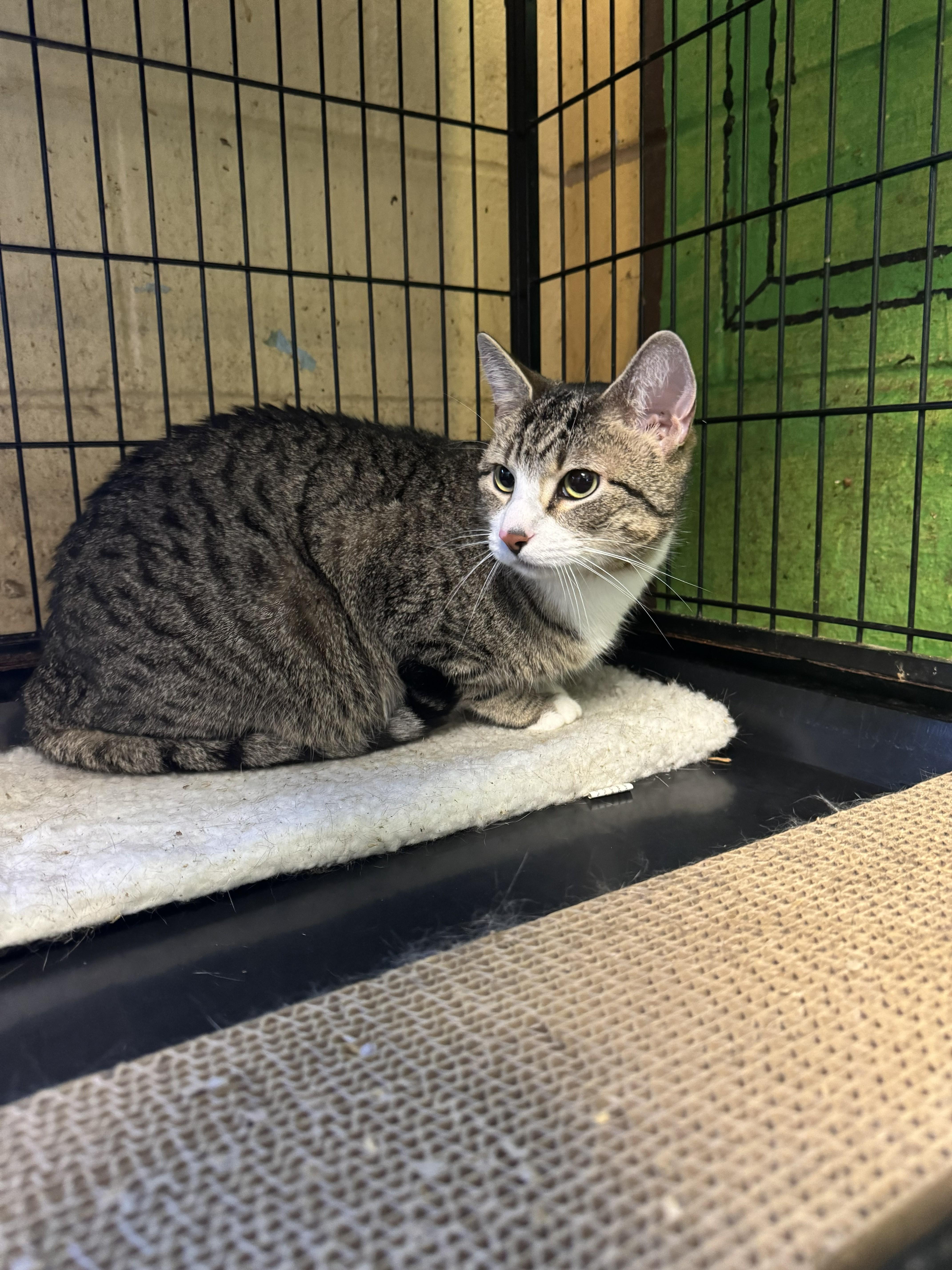 Enlarge Ocean, a ADOPTABLE Tabby in Perth Amboy, NJ image 2/3