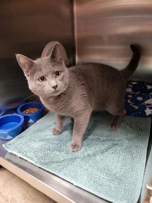 Enlarge Rover, a Adoptable mixed breed in Fergus Falls, MN image 1/2