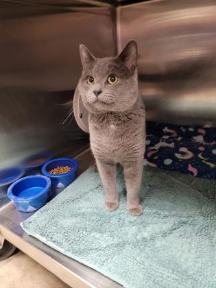 Enlarge Rover, a Adoptable mixed breed in Fergus Falls, MN image 2/2