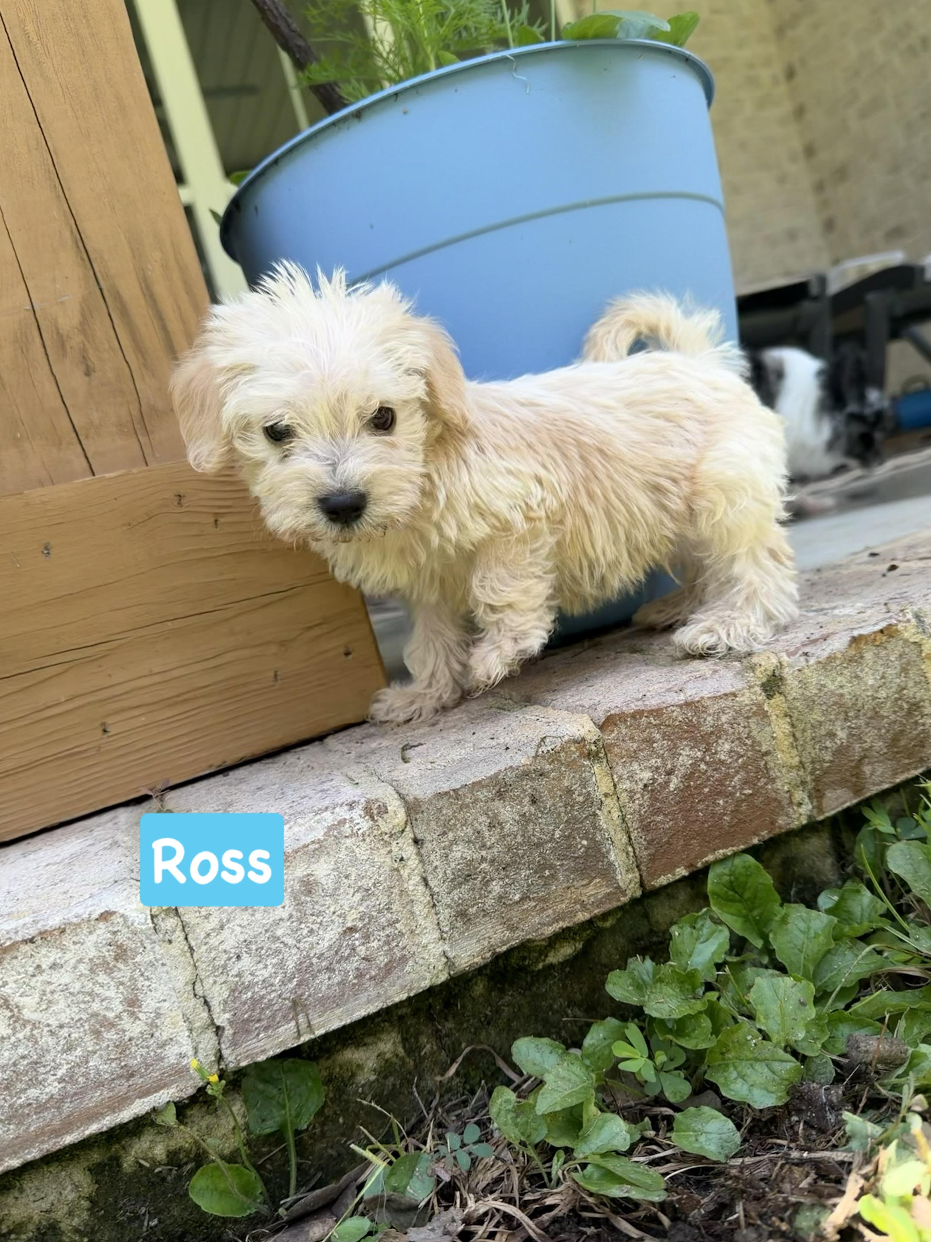 Ross, adopted, Puppy Male Miniature Poodle & Shih Tzu.
