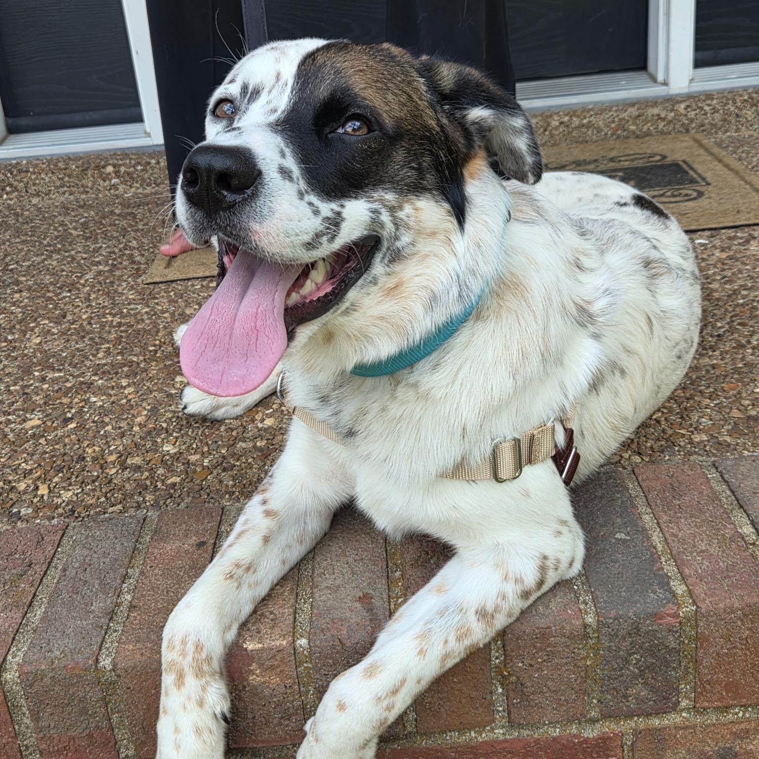 Enlarge Harry, a Adoptable mixed breed in Brentwood, TN image 1/5