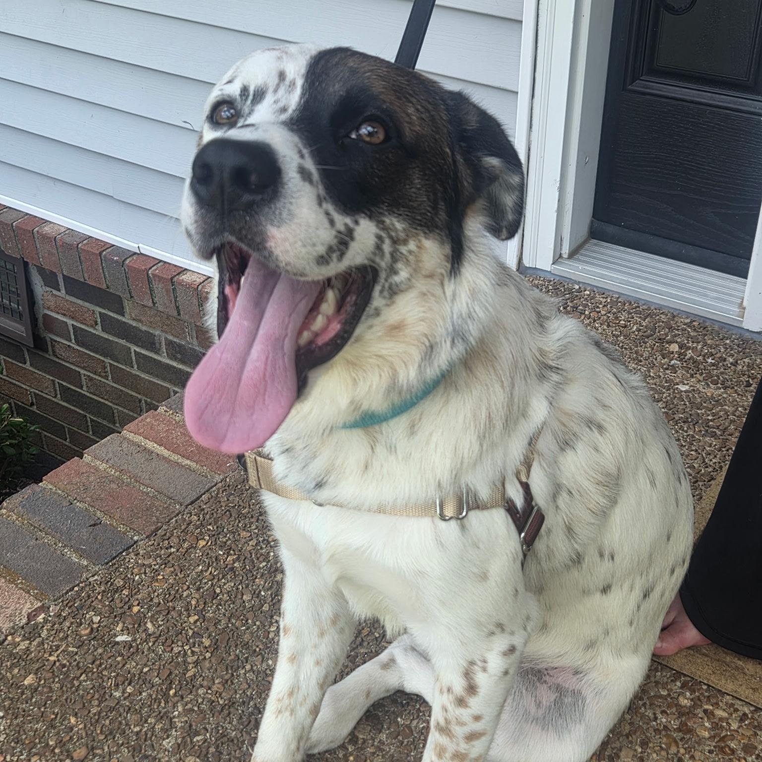 Enlarge Harry, a Adoptable mixed breed in Brentwood, TN image 5/5
