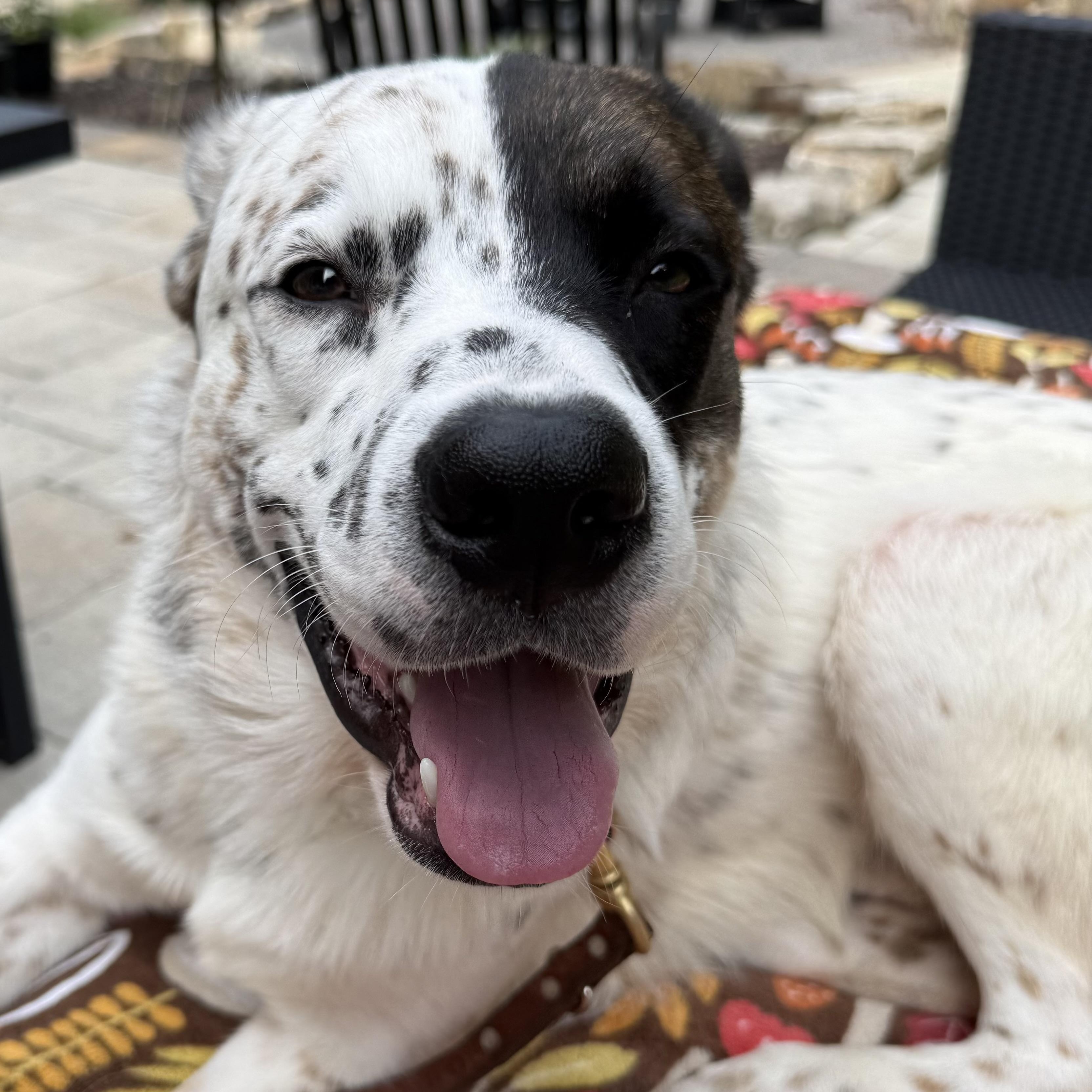Enlarge Harry, a Adoptable mixed breed in Brentwood, TN image 2/5
