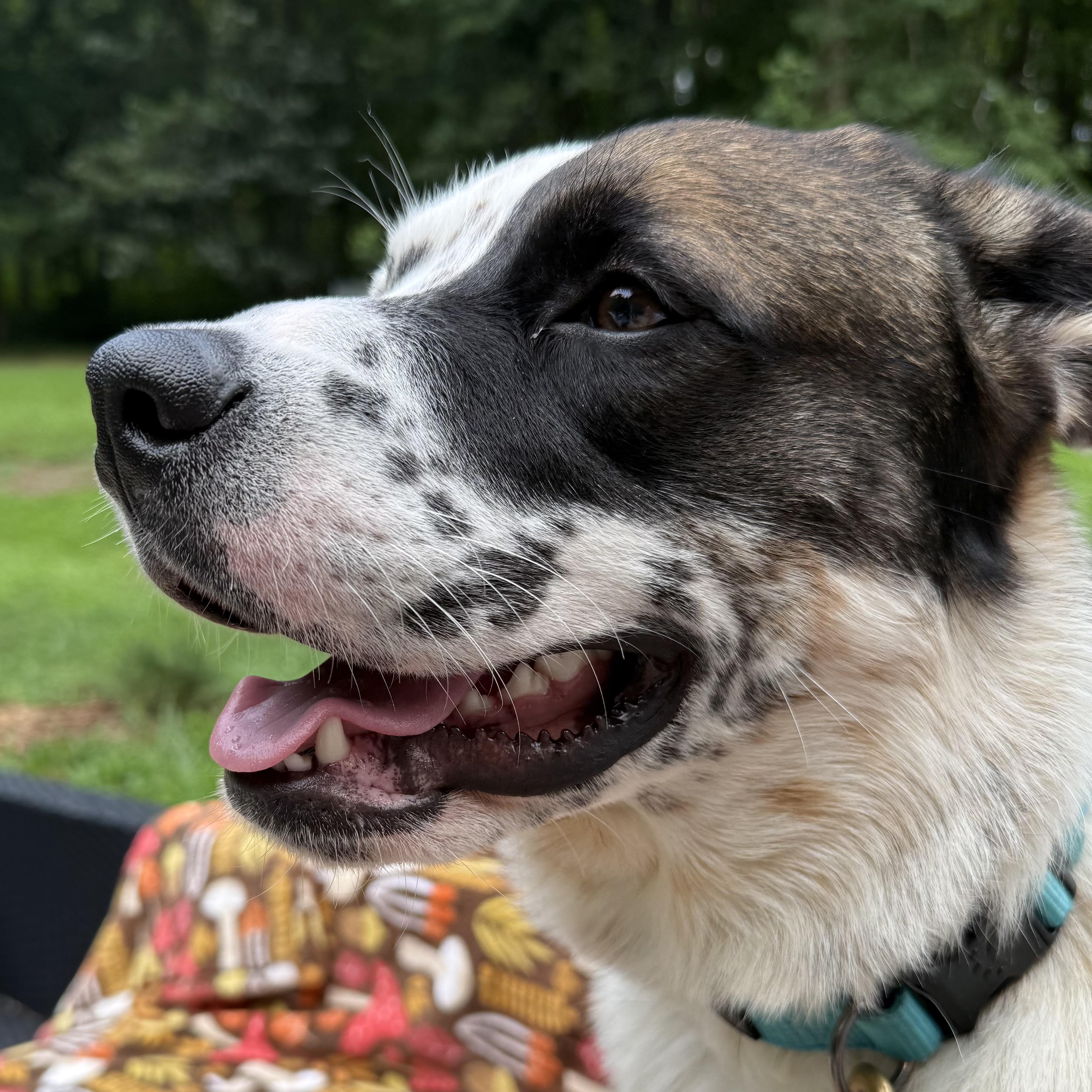 Enlarge Harry, a Adoptable mixed breed in Brentwood, TN image 3/5