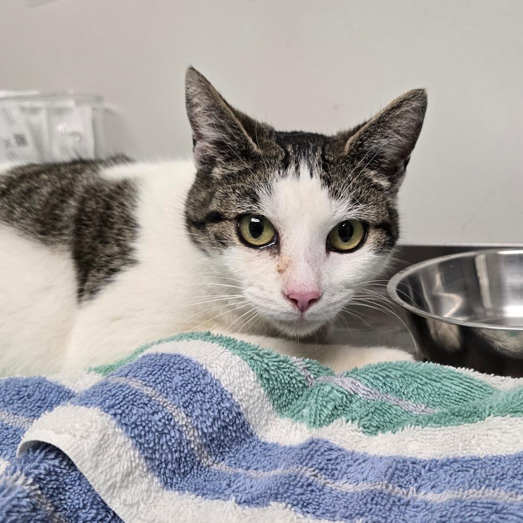 Enlarge Violet, a Adoptable Domestic Short Hair in Concord, NC image 2/2