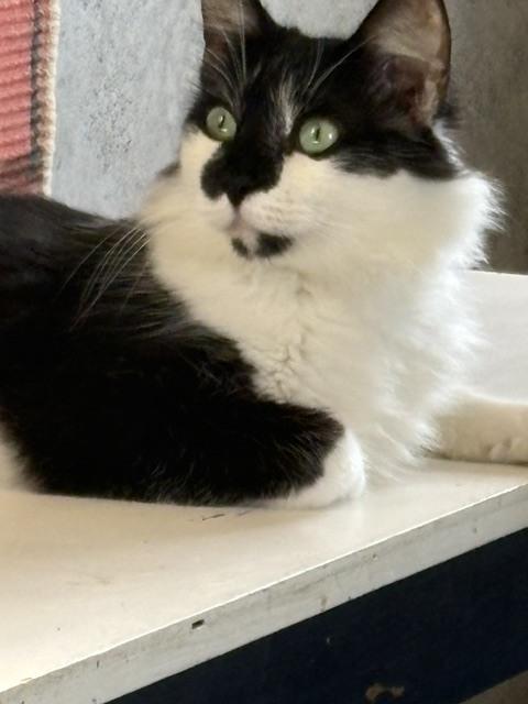 Cosmo, Adoptable, Adult Male Domestic Long Hair.