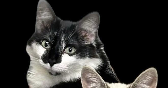 Enlarge Cosmo, a Adoptable mixed breed in Crescent City, FL image 2/5