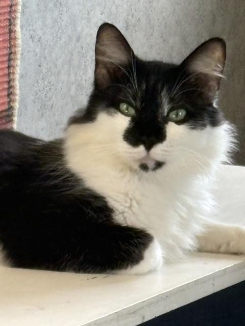 Enlarge Cosmo, a Adoptable mixed breed in Crescent City, FL image 3/5