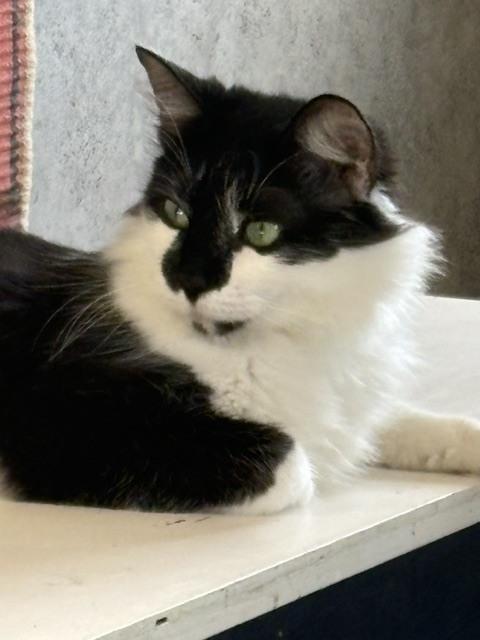 Enlarge Cosmo, a Adoptable mixed breed in Crescent City, FL image 4/5