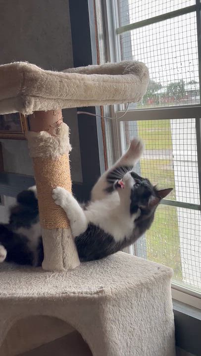 Enlarge Cosmo, a Adoptable mixed breed in Crescent City, FL video 5/5