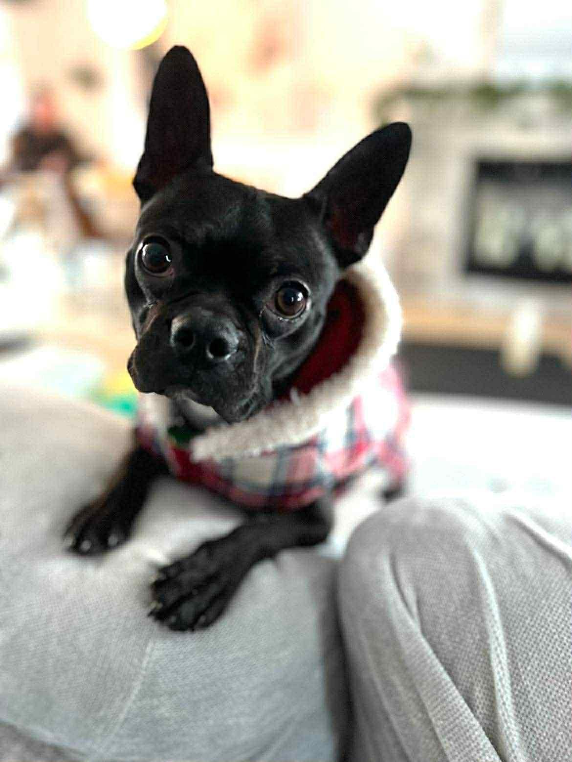 Sinsin, ADOPTABLE, Adult Female French Bulldog & Boston Terrier.