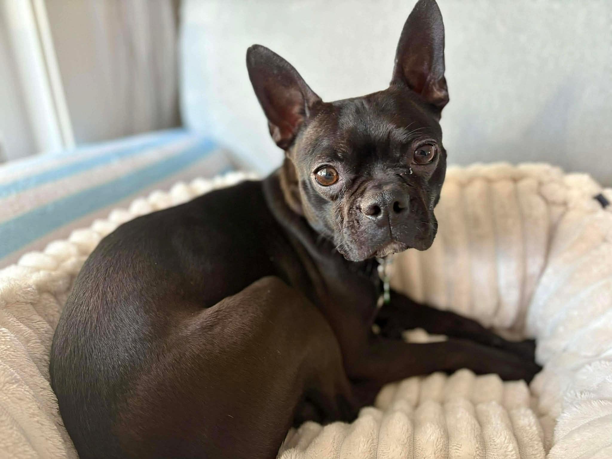 Enlarge Sinsin, a ADOPTABLE mixed breed in Calgary, AB image 2/3