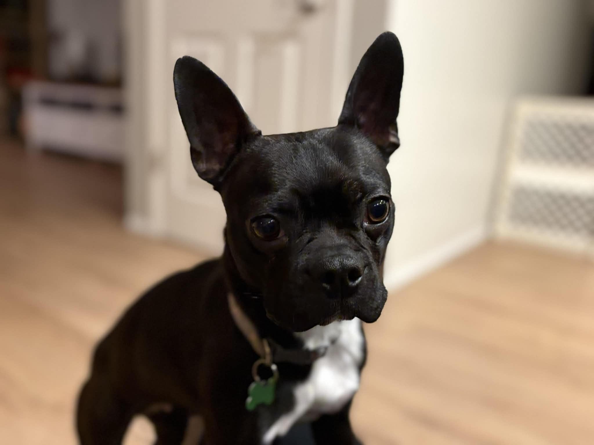 Enlarge Sinsin, a ADOPTABLE mixed breed in Calgary, AB image 3/3