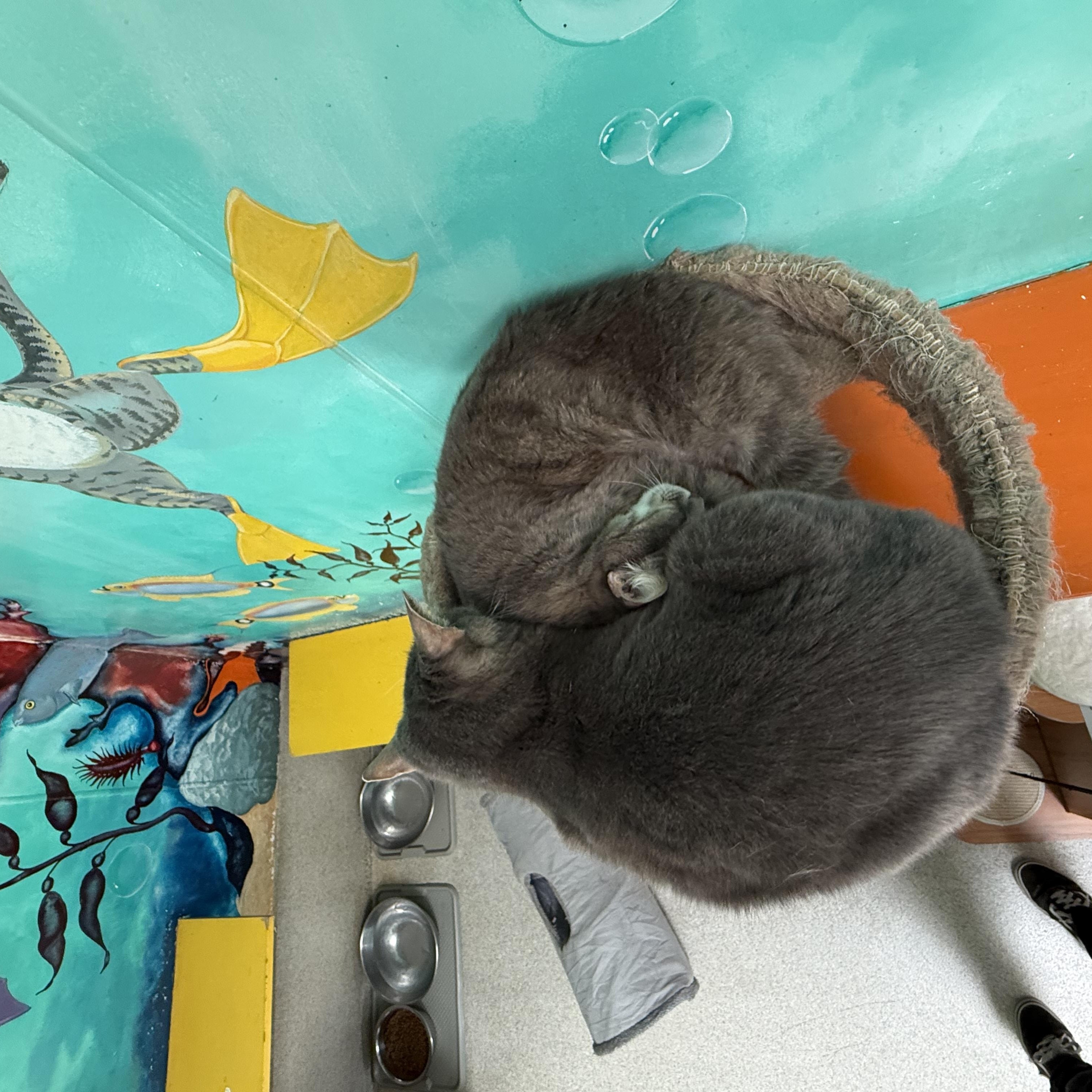 Enlarge Tweedle Dee, a Adoptable Tabby in Newport Beach, CA image 1/6