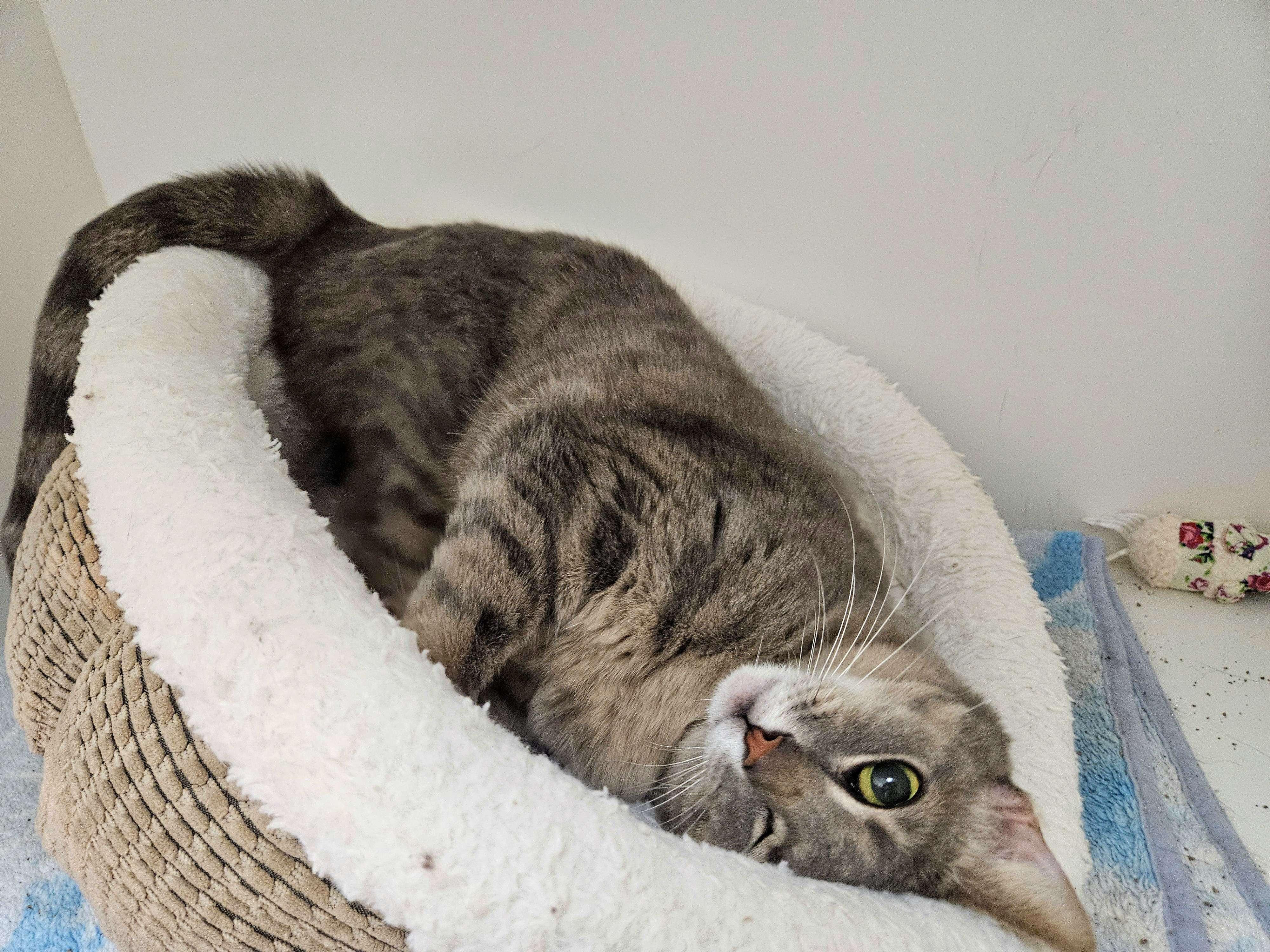 Enlarge Tweedle Dee, a Adoptable Tabby in Newport Beach, CA image 2/6