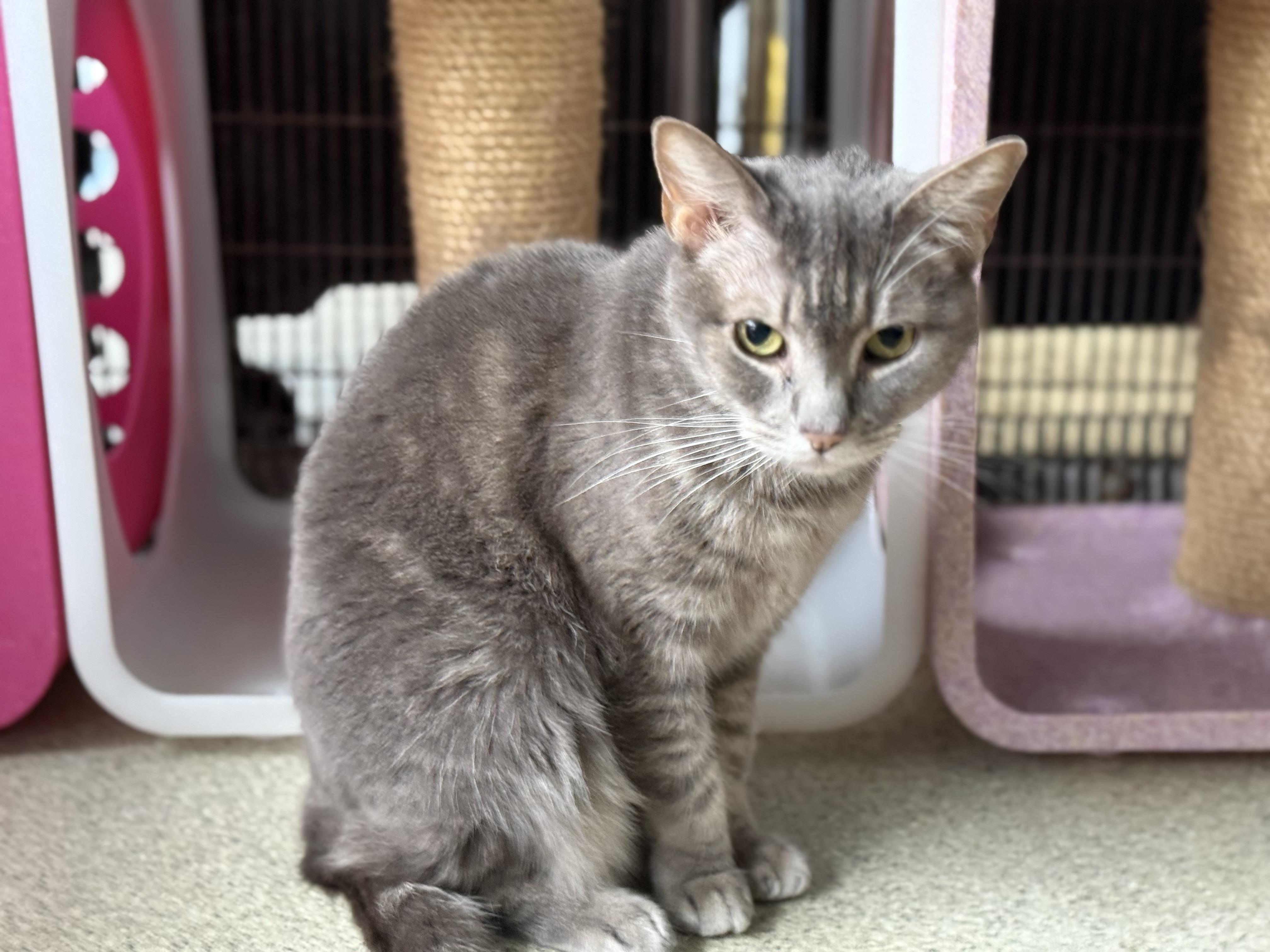 Enlarge Tweedle Dee, a Adoptable Tabby in Newport Beach, CA image 3/6