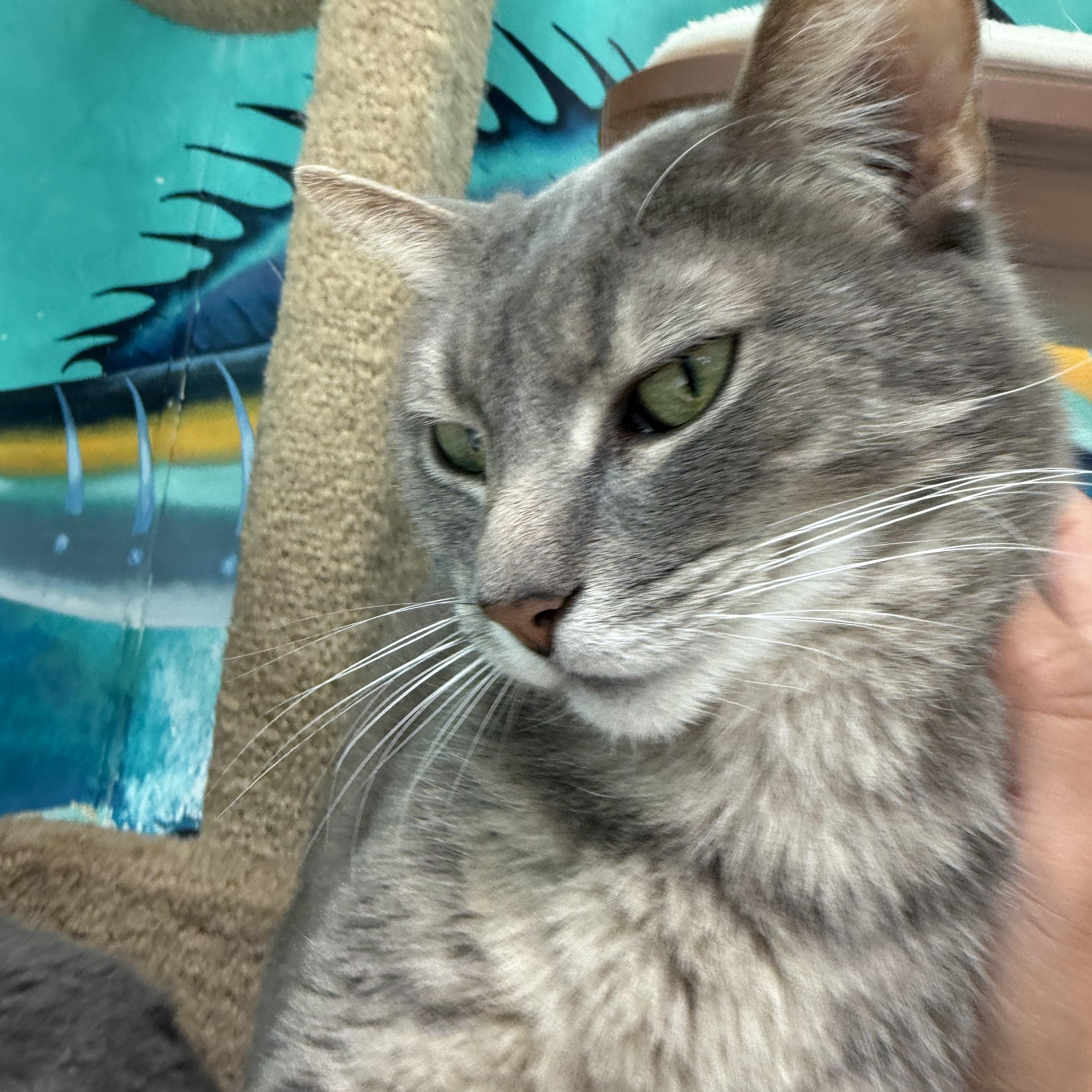 Tweedle Dee, Adoptable, Adult Female Tabby.