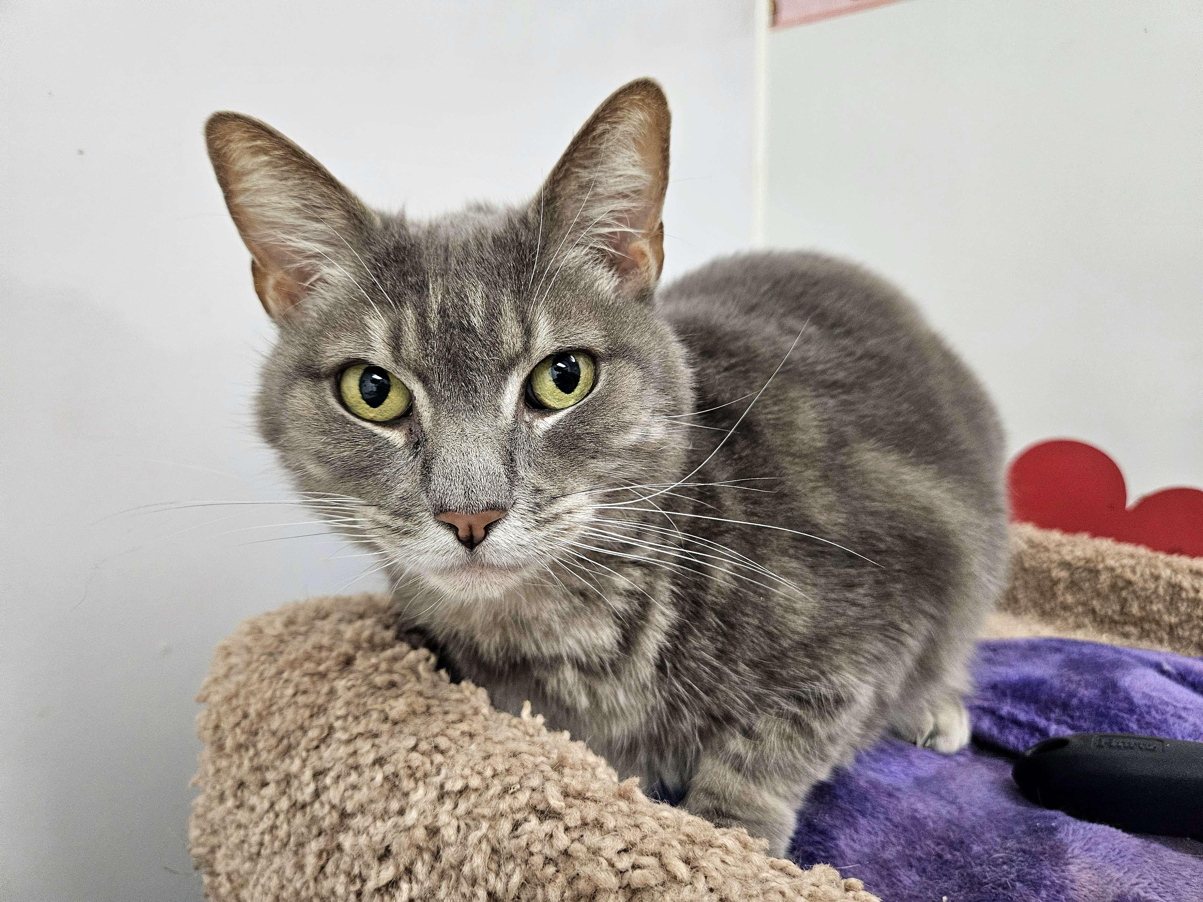 Enlarge Tweedle Dee, a Adoptable Tabby in Newport Beach, CA image 5/6