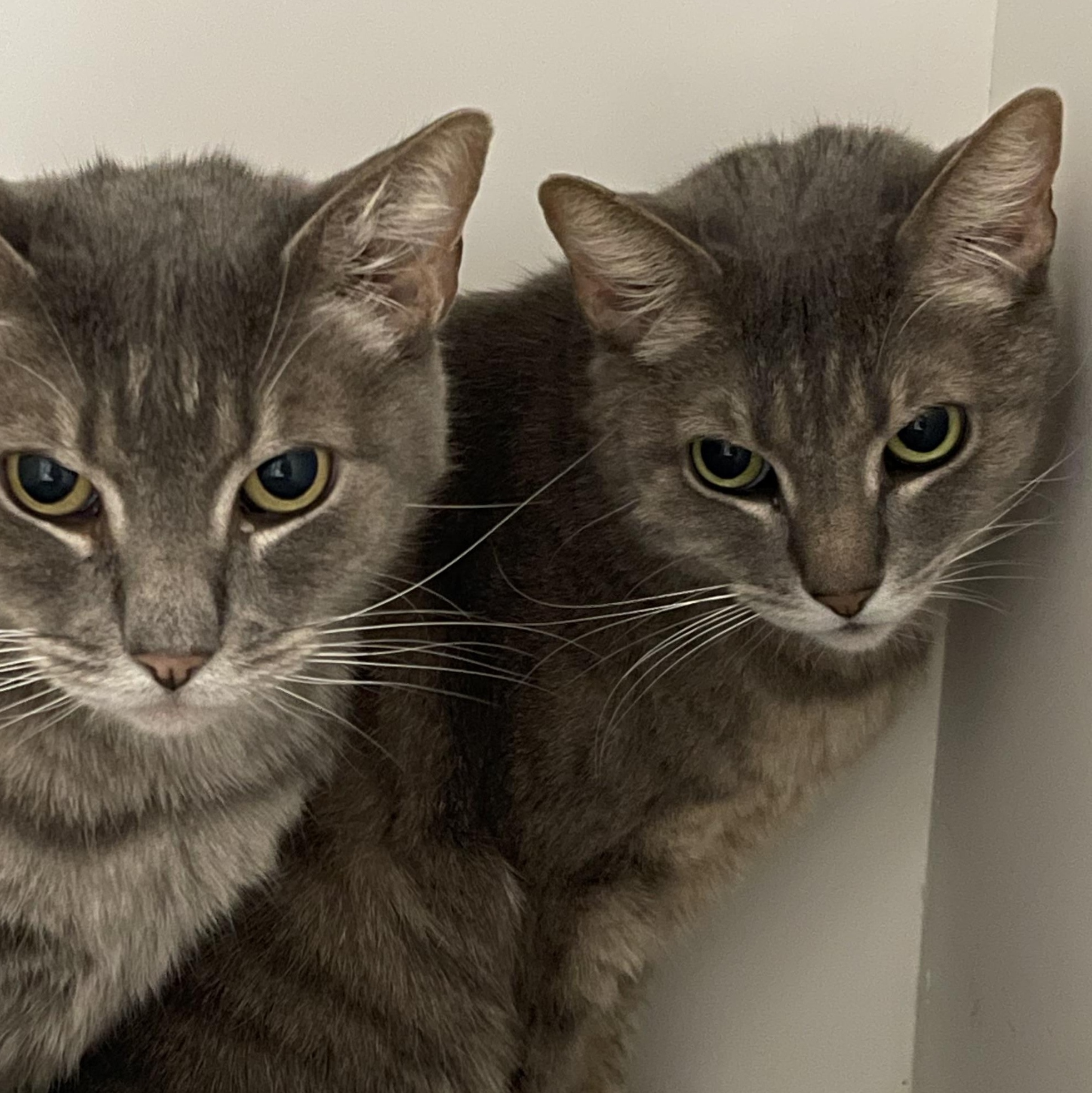 Tweedle Dee, Adoptable, Adult Female Tabby.