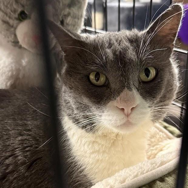 Enlarge Elton, a ADOPTABLE Domestic Short Hair in East Amherst, NY image 3/5