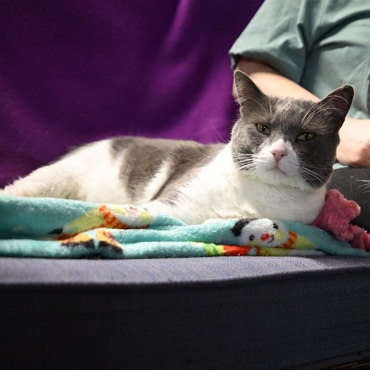 Enlarge Elton, a ADOPTABLE Domestic Short Hair in East Amherst, NY image 1/5