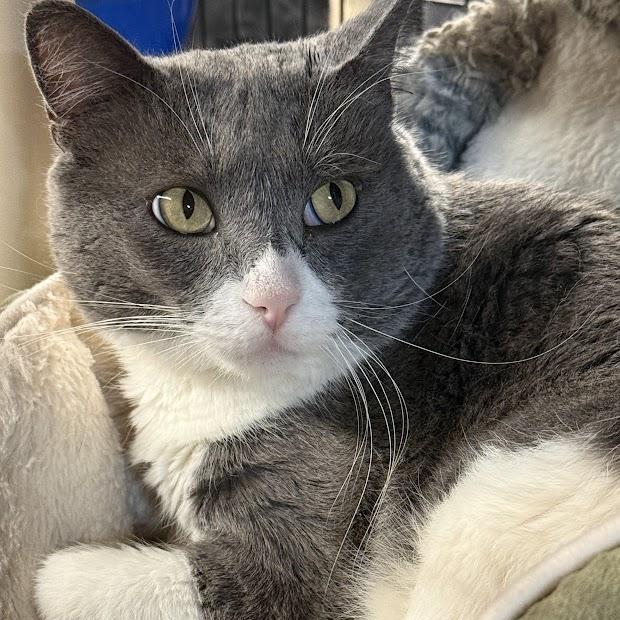 Enlarge Elton, a ADOPTABLE Domestic Short Hair in East Amherst, NY image 4/5