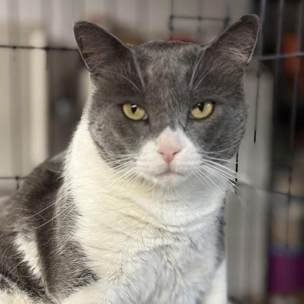 Enlarge Elton, a ADOPTABLE Domestic Short Hair in East Amherst, NY image 2/5