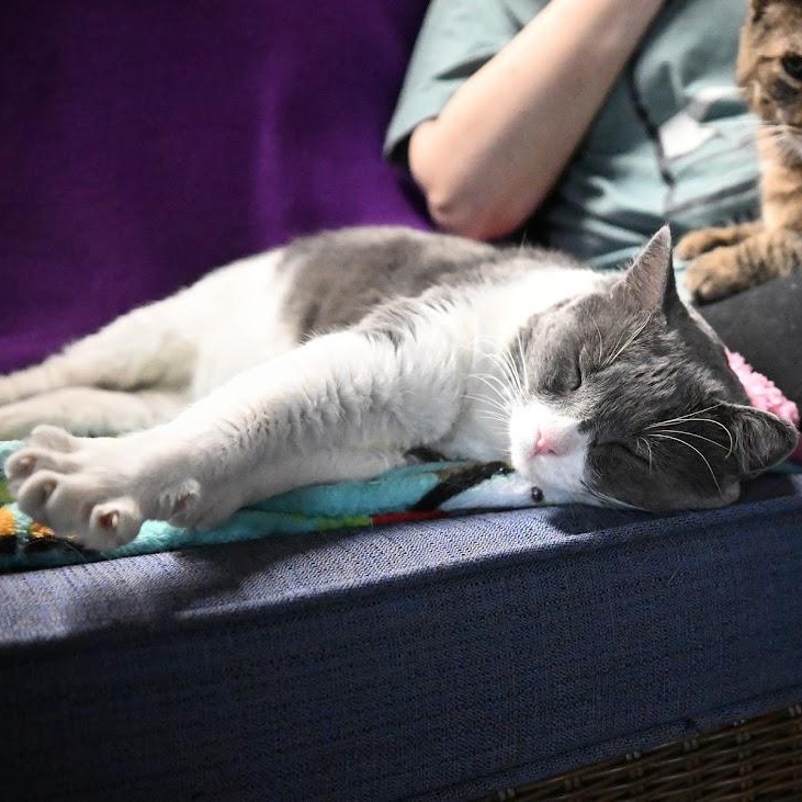 Enlarge Elton, a ADOPTABLE Domestic Short Hair in East Amherst, NY image 5/5