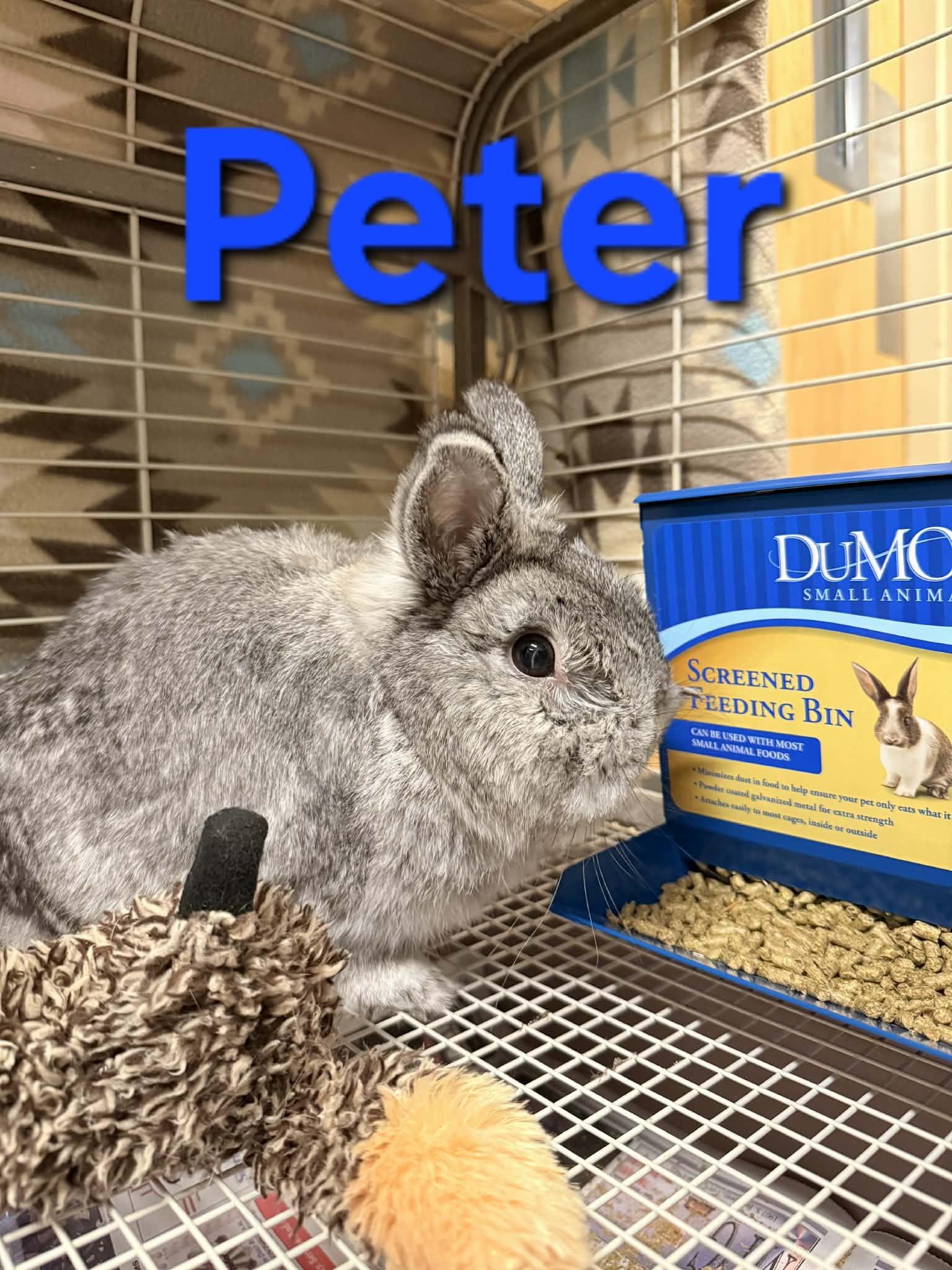Peter, adopted, Adult Male Bunny Rabbit.