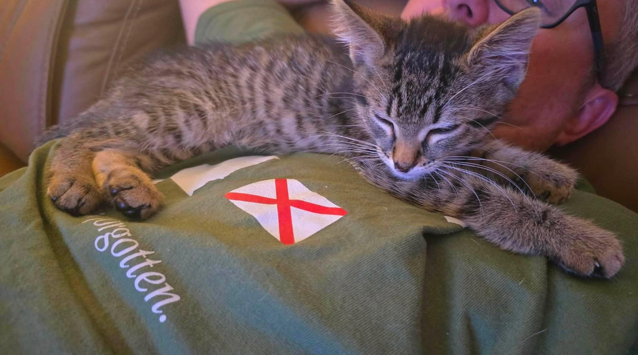 Milo - Kitten, Adopted, Kitten Male Domestic Short Hair.