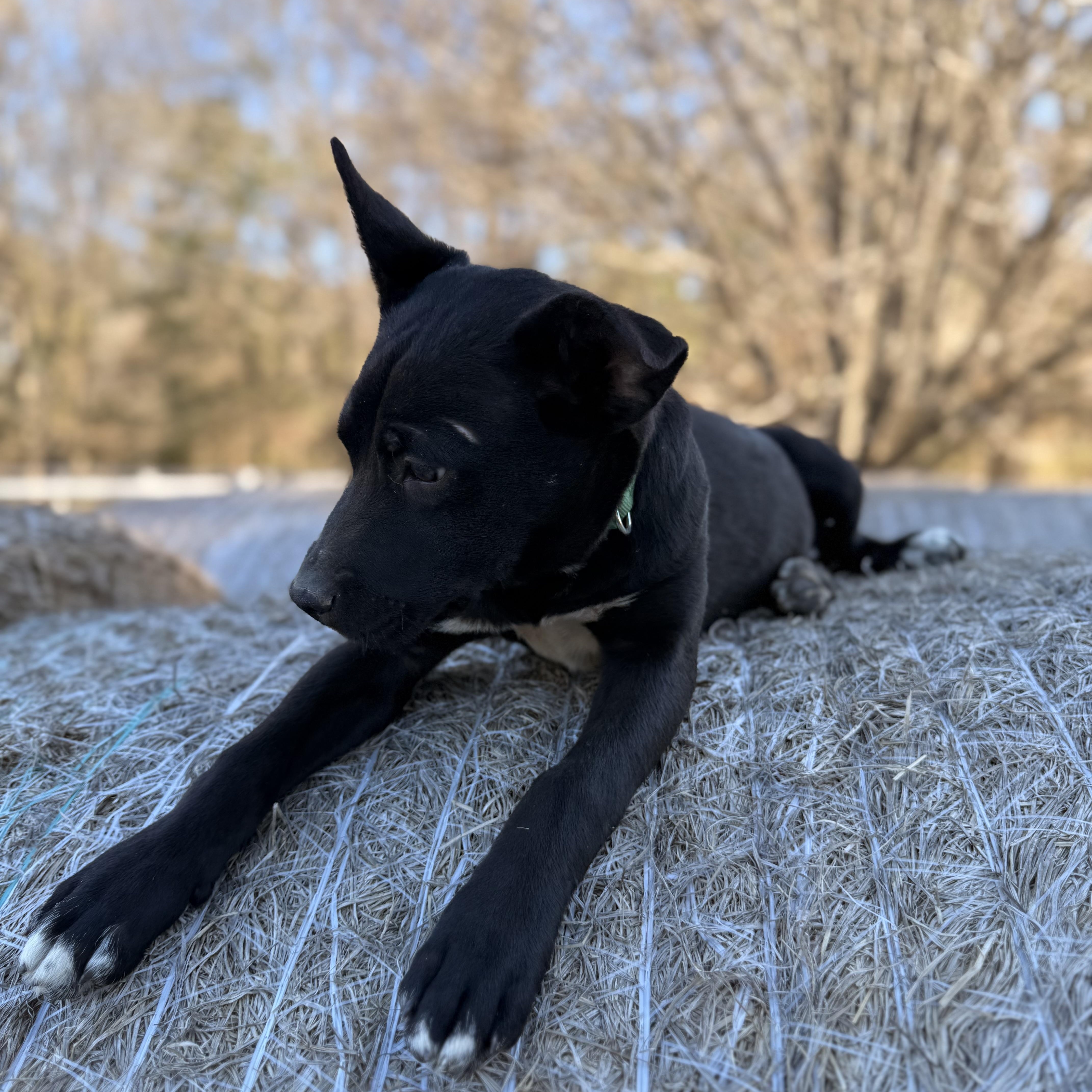 Enlarge Alice $200 adoption fee, a Adoptable mixed breed in Madison, WI image 4/5