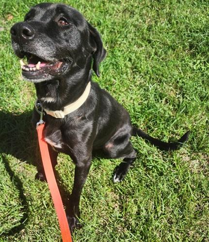 Lincoln 13, a ADOPTABLE mixed breed in Killingworth, CT image 2/5
