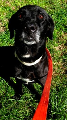 Lincoln 13, a ADOPTABLE mixed breed in Killingworth, CT image 3/5