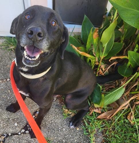 Lincoln 13, a ADOPTABLE mixed breed in Killingworth, CT image 1/5