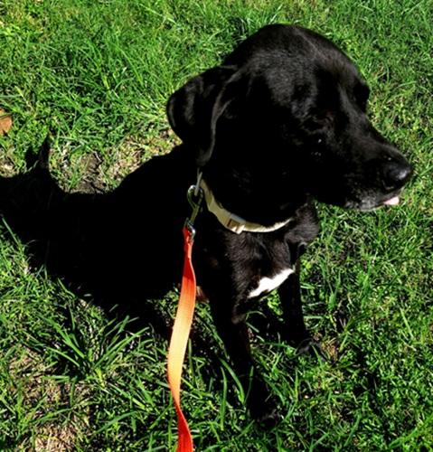 Lincoln 13, a ADOPTABLE mixed breed in Killingworth, CT image 4/5