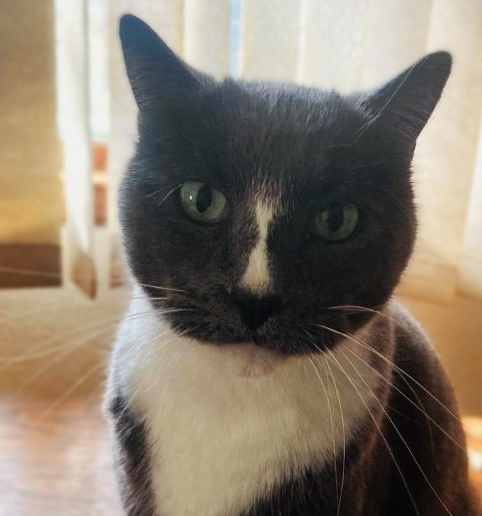 Raven, an adoptable Domestic Short Hair in Waverly, IA, 50677 | Photo Image 2